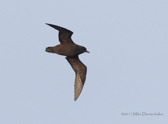 Image of Christmas Shearwater