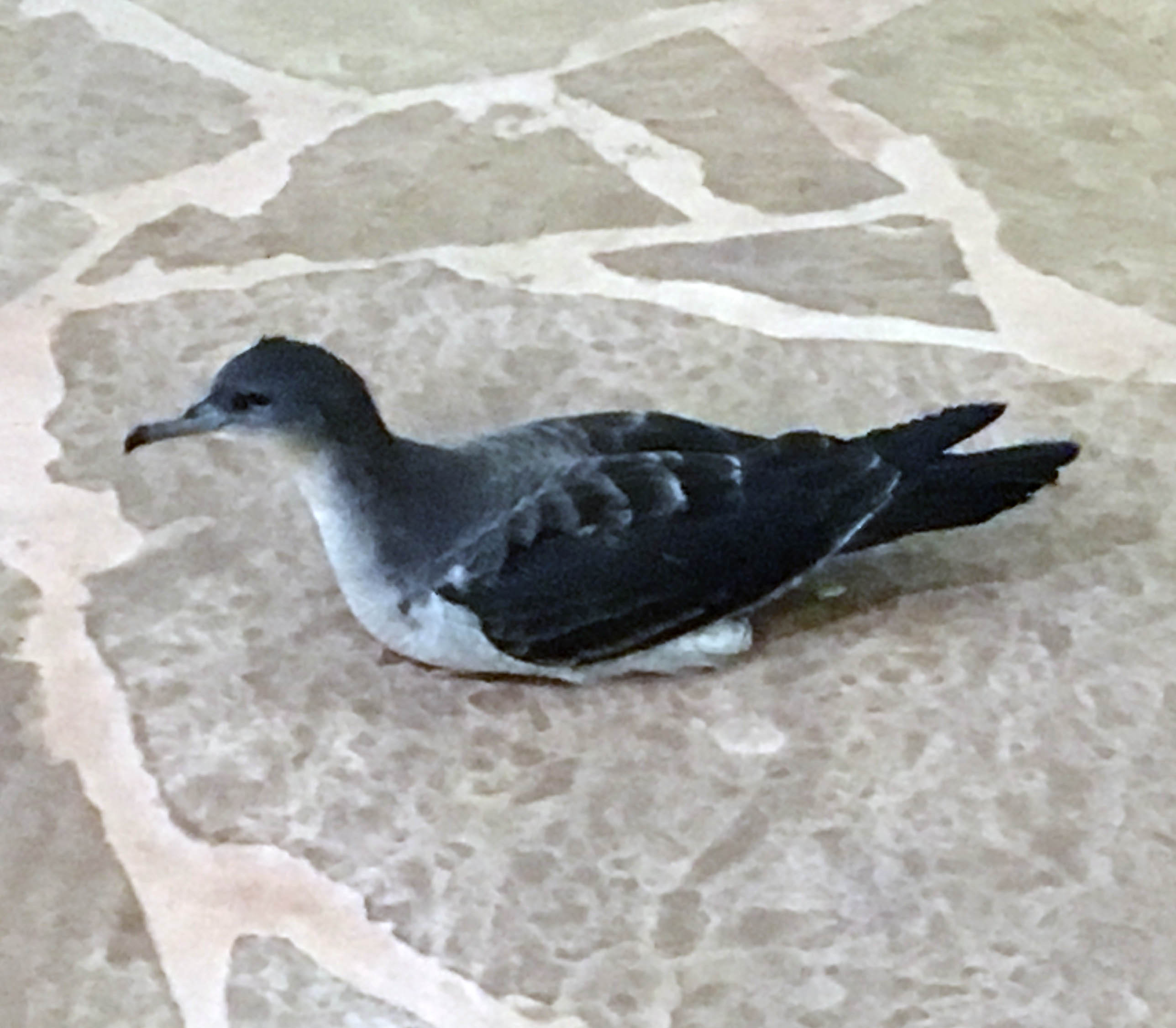 Image of Newell's Shearwater