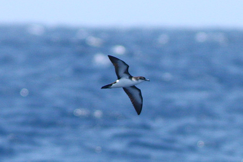 Image of Cape Verde Little Shearwater