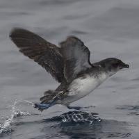 Image of Common Diving-petrel