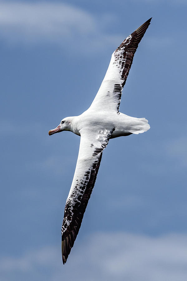 Image of Wandering Albatross