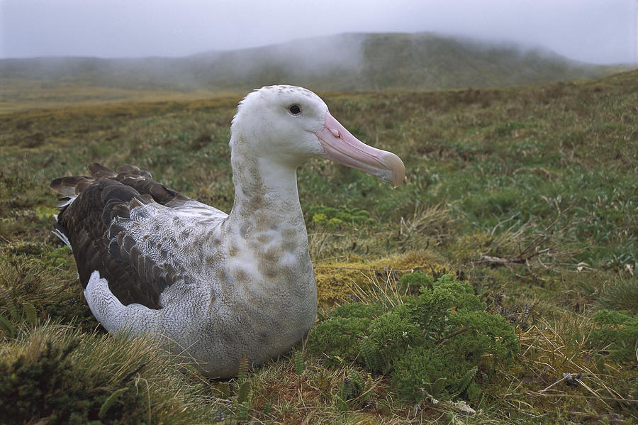 Image of Tristan Albatross