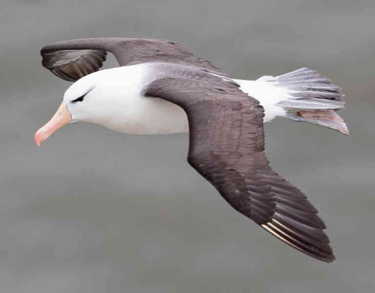 Image of Black-browed Albatross