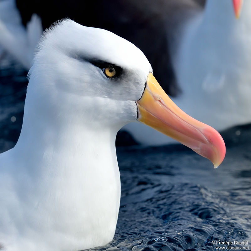 Image of Campbell Albatross