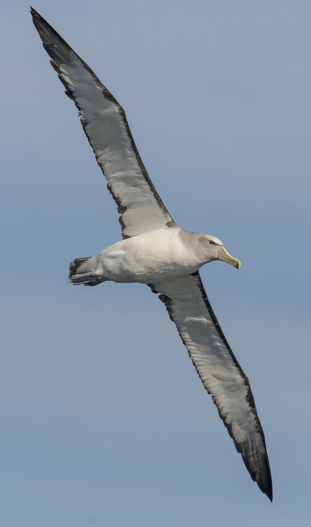 Image of Salvin's Albatross
