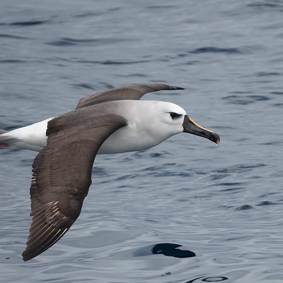 Image of Indian Yellow-nosed Albatross