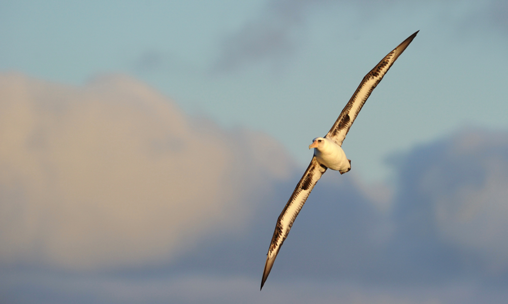 Image of Pacific Albatross