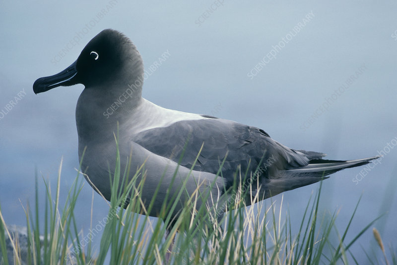 Image of Light-mantled Sooty Albatross