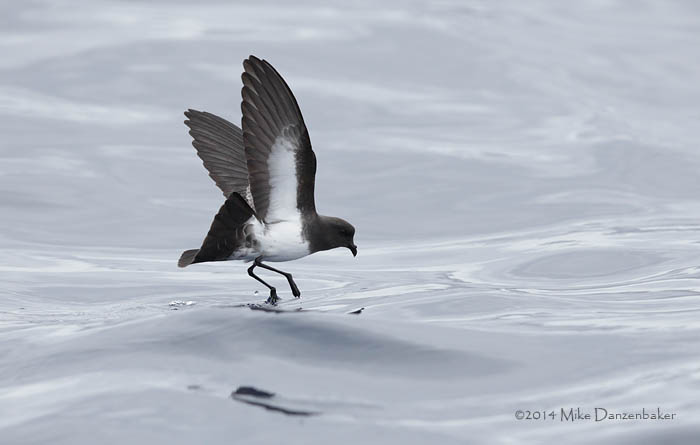 Image of White-bellied Storm-Petrel