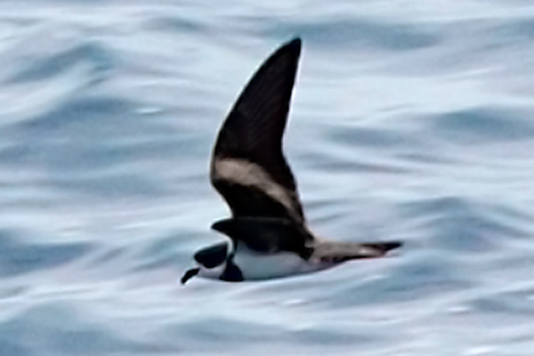 Image of Ringed Storm-Petrel