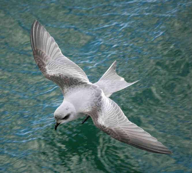 Image of Fork-tailed Storm-Petrel