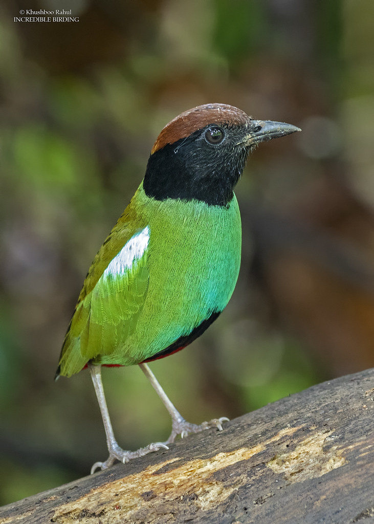 Image of Western Hooded Pitta