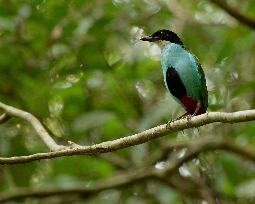 Image of Azure-breasted Pitta
