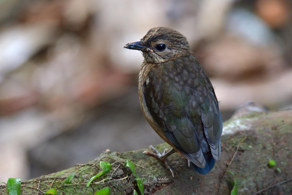 Image of Red-bellied Pitta
