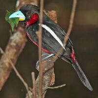 Image of Black-and-red Broadbill