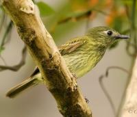 Image of Olive-streaked Flycatcher