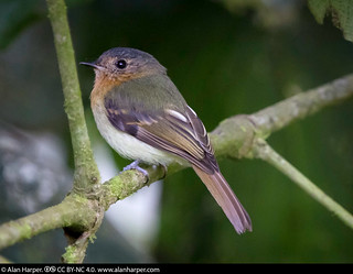 Image of Rufous-breasted Flycatcher