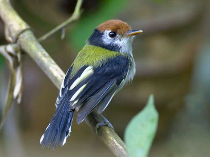 Image of White-cheeked Tody-Flycatcher