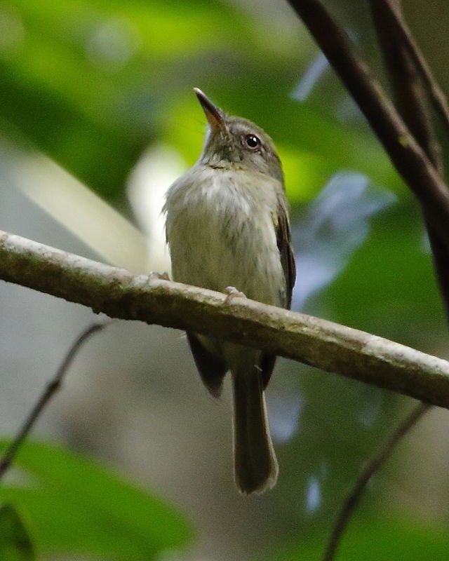 Image of Snethlage's Tody-tyrant