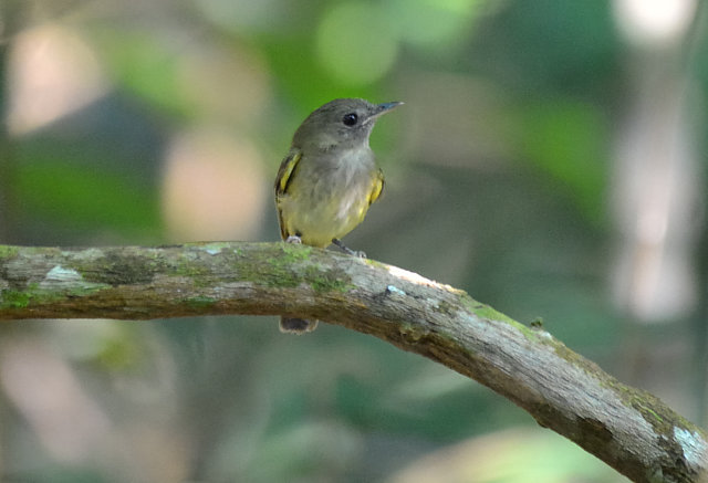 Image of Boat-billed Tody-Tyrant