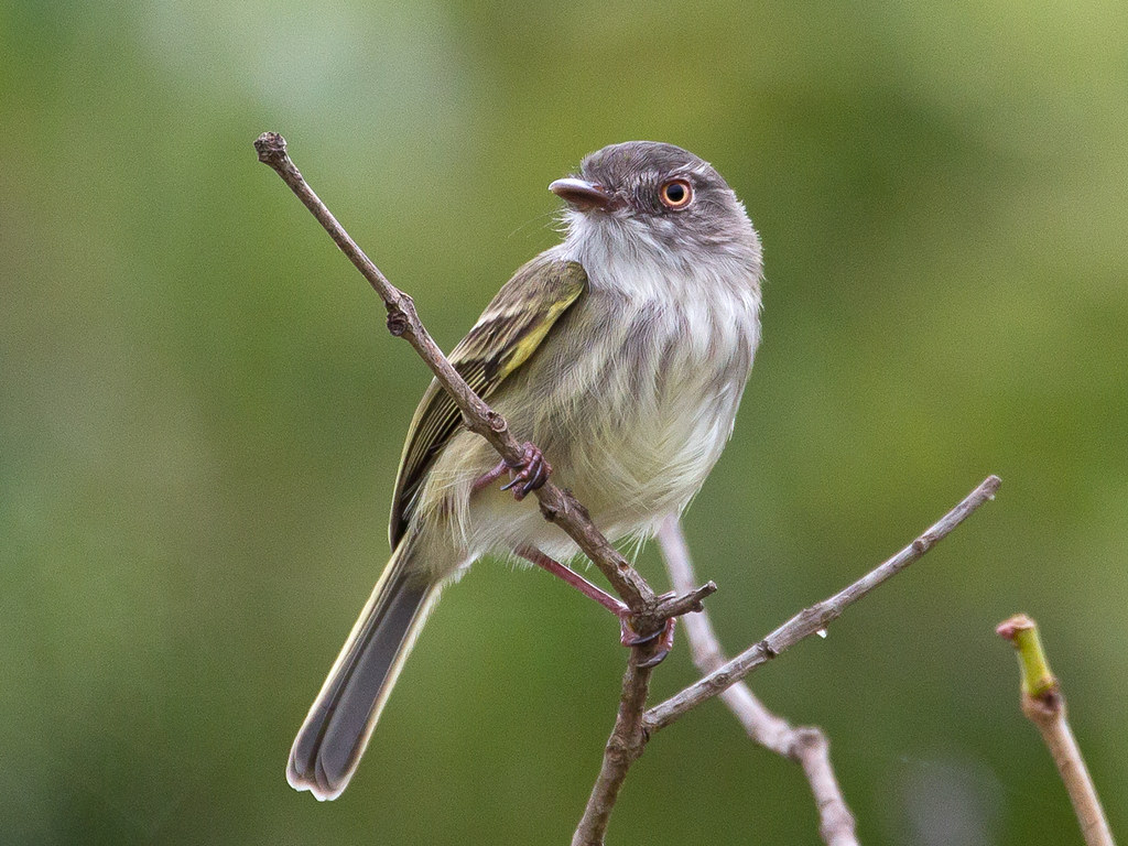 Image of Pearly-vented Tody-tyrant