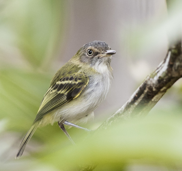 Image of Buff-cheeked Tody-Flycatcher