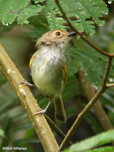 Image of Rusty-fronted Tody-Flycatcher