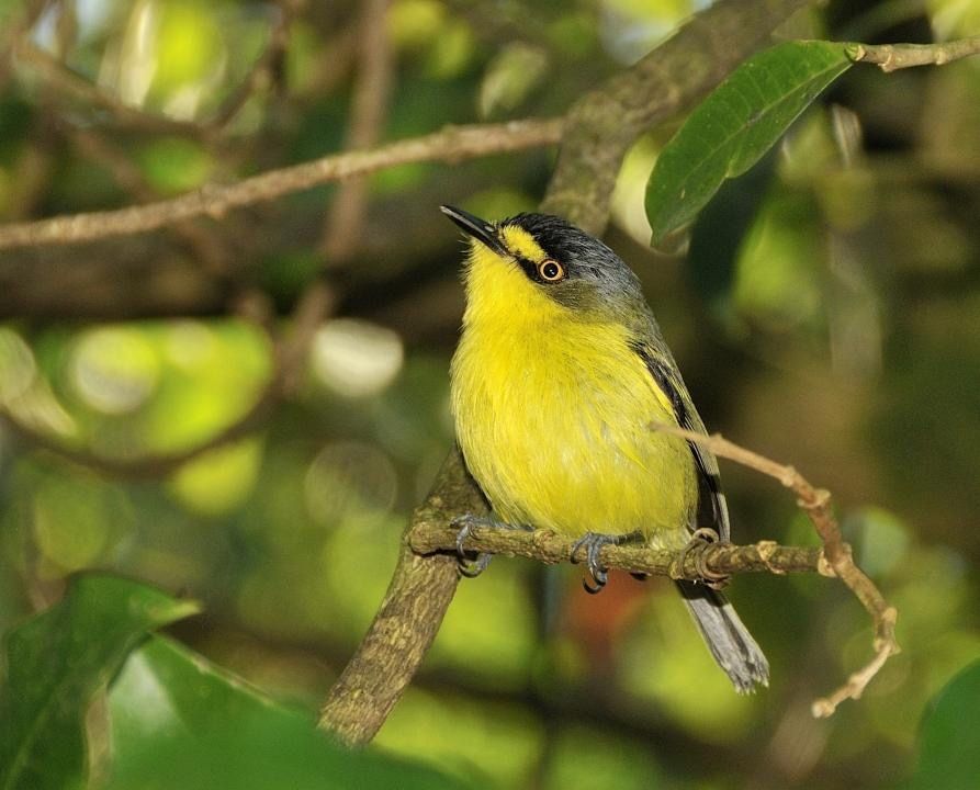 Image of Yellow-lored Tody-Flycatcher