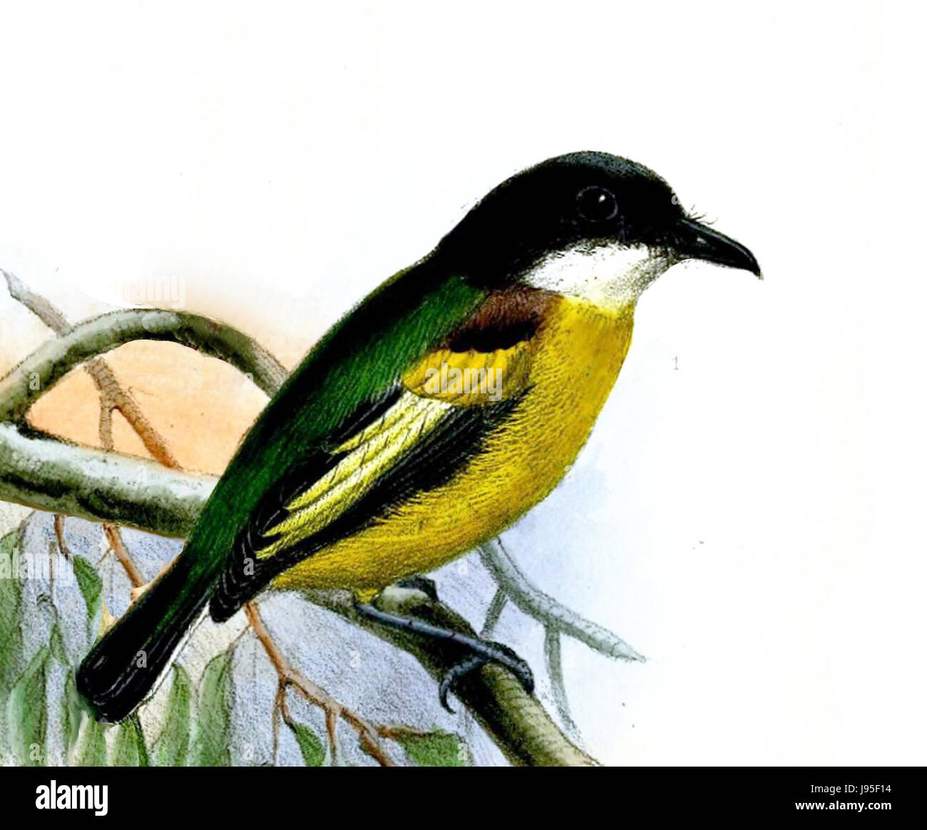 Image of Golden-winged Tody-Flycatcher