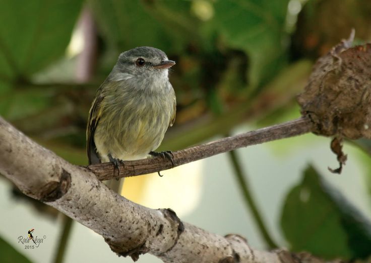 Image of White-fronted Tyrannulet