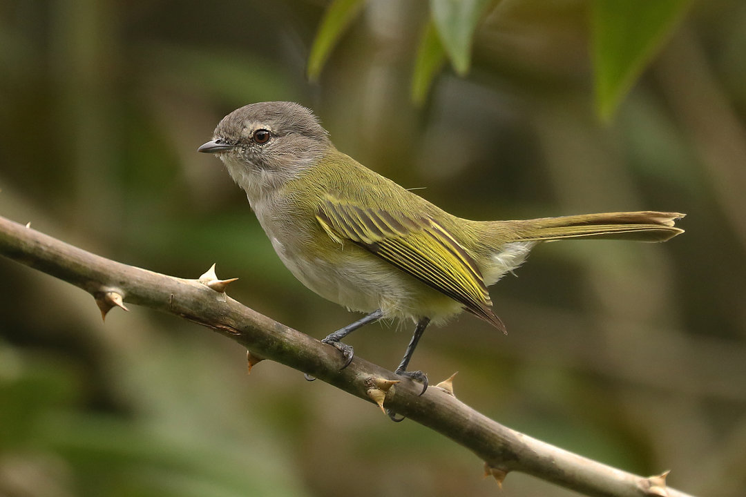 Image of Grey-capped Tyrannulet