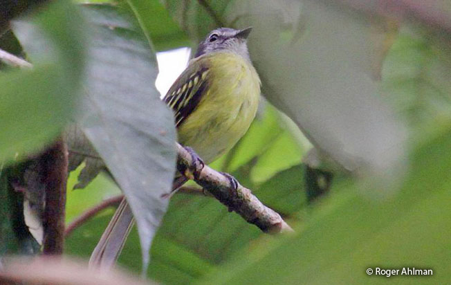 Image of Plumbeous-crowned Tyrannulet