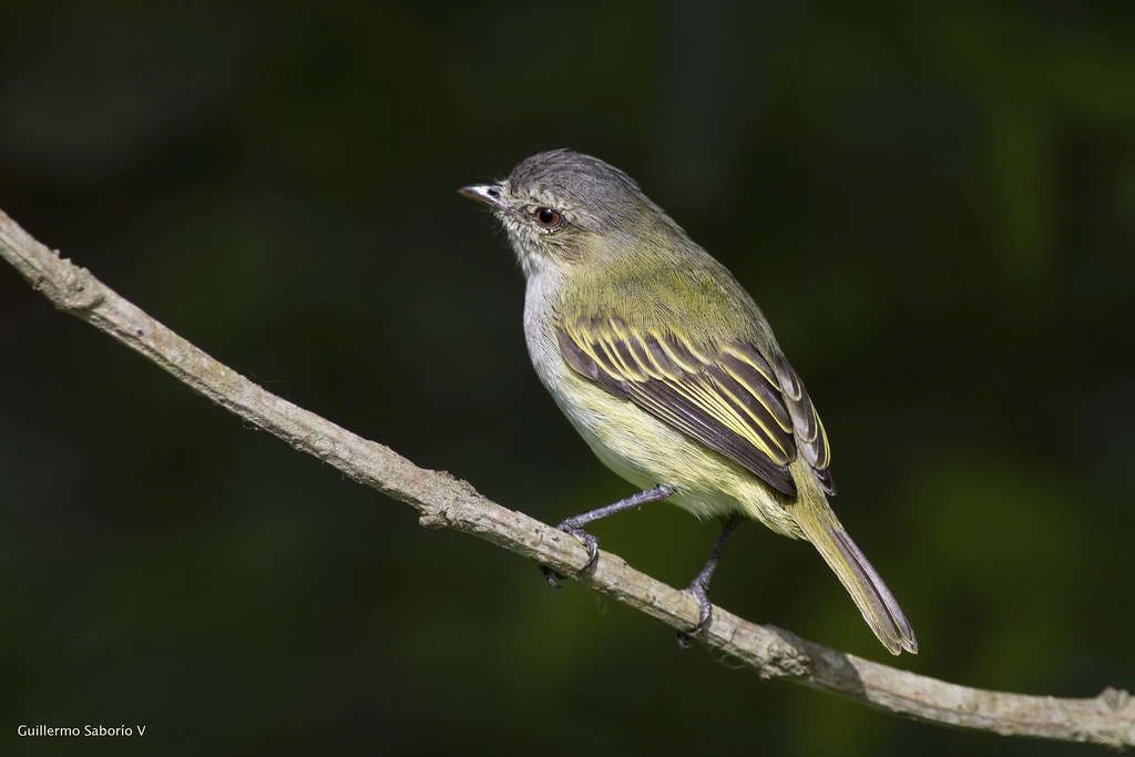Image of Paltry Tyrannulet