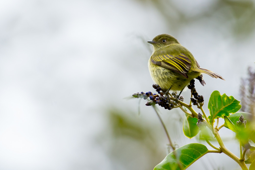 Image of Bolivian Tyrannulet