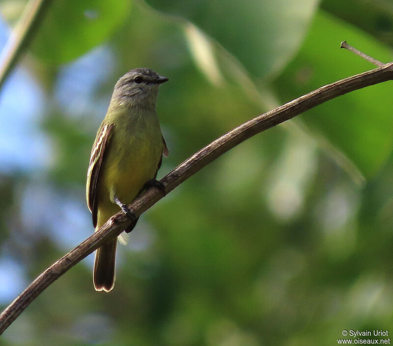 Image of Yellow-crowned Tyrannulet