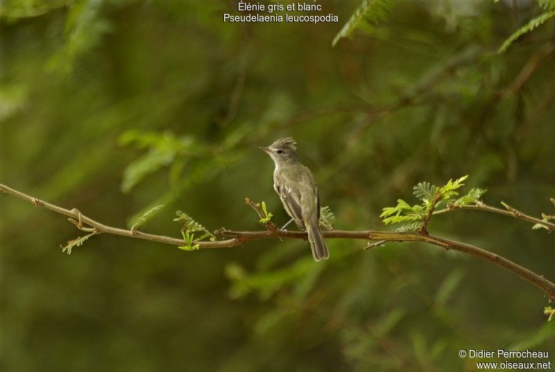 Image of Grey-and-white Tyrannulet