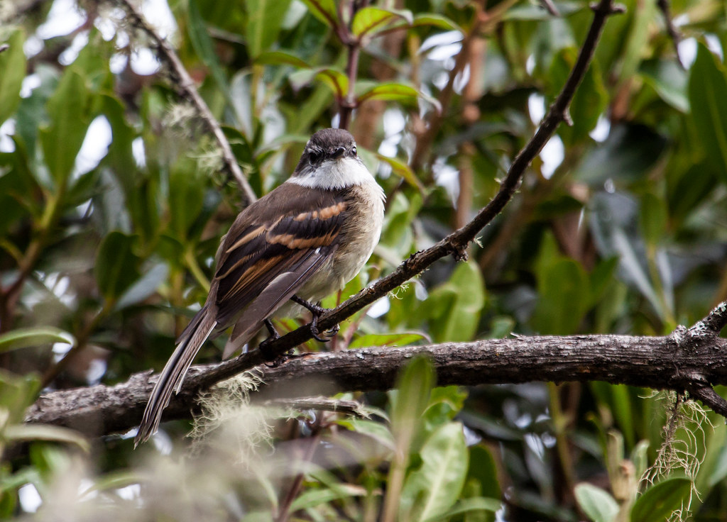 Image of White-throated Tyrannulet