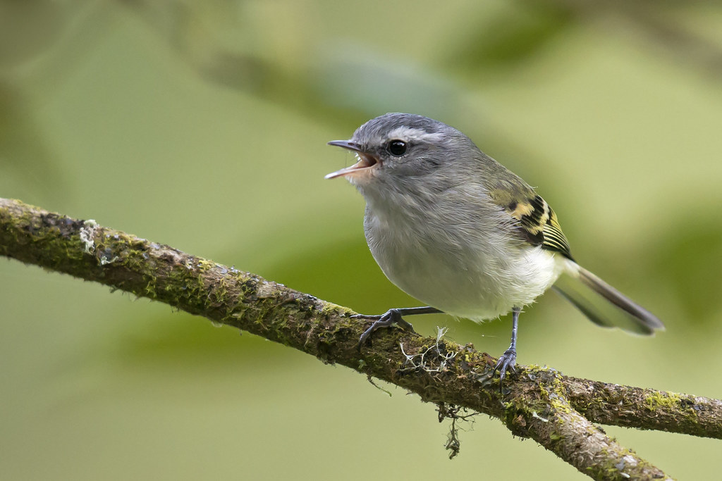 Image of White-tailed Tyrannulet