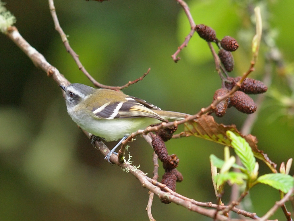 Image of White-banded Tyrannulet