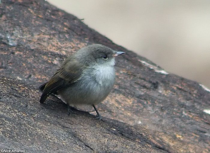 Image of Sooty Tyrannulet