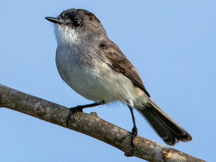 Image of River Tyrannulet
