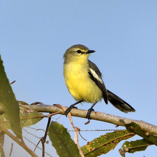 Image of Lesser Wagtail-Tyrant