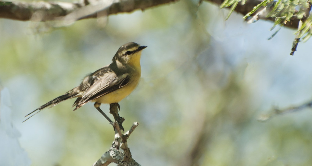 Image of Greater Wagtail-Tyrant