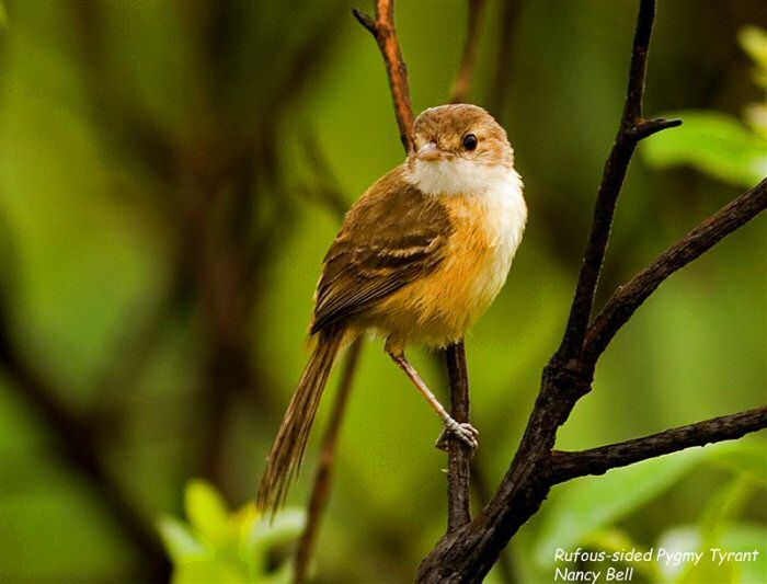 Image of Rufous-sided Pygmy-tyrant