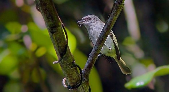 Image of Black-fronted Tyrannulet