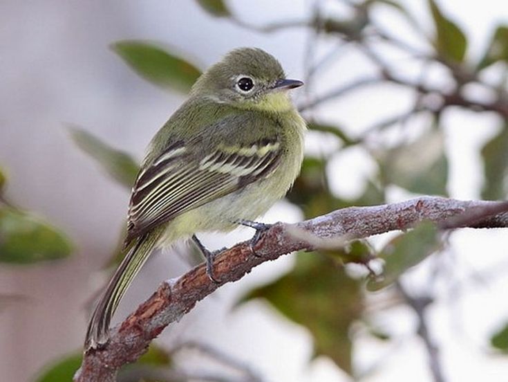 Image of Olive-green Tyrannulet