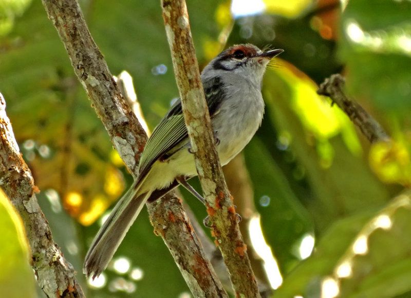 Image of Rufous-browed Tyrannulet