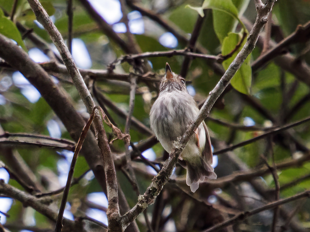 Image of White-bellied Pygmy-tyrant