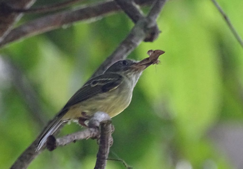 Image of Double-banded Pygmy-tyrant
