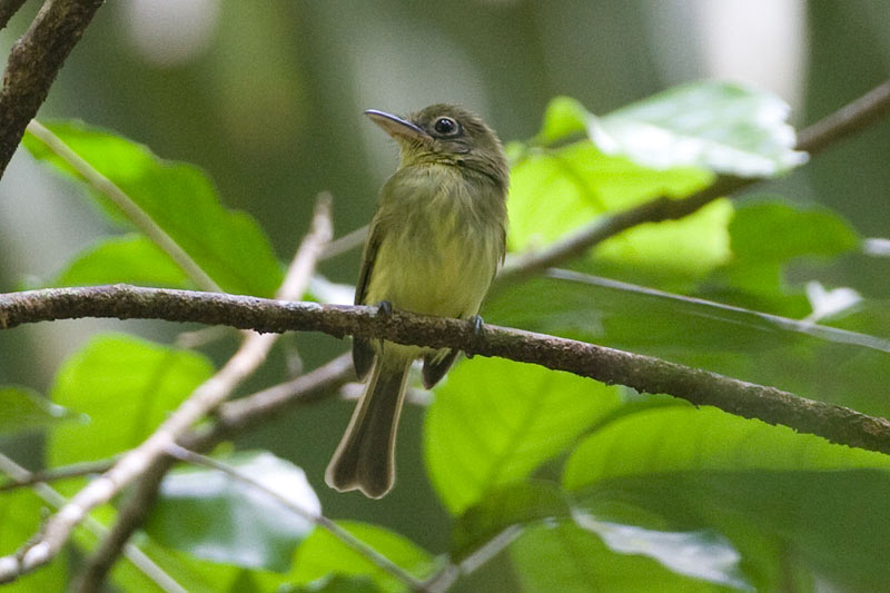 Image of Eastern Olivaceous Flatbill